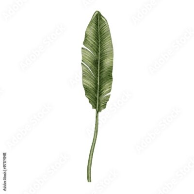 Papier peint  Strelitzia, banana leaf watercolor illustration