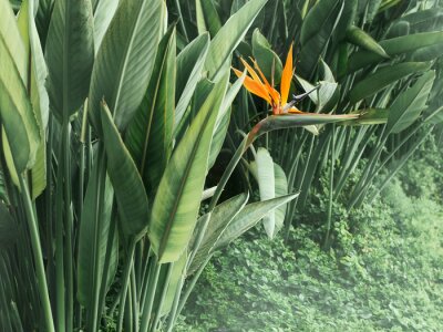 Papier peint  Strelitzia beautiful bird of paradise tropical flower, tranquil dawn, green