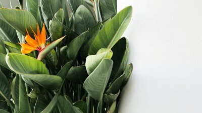 Papier peint  Strelitzia beautiful bird of paradise tropical flower, tranquil dawn, green