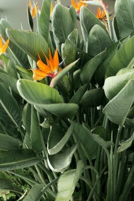 Papier peint  Strelitzia beautiful bird of paradise tropical flower, tranquil dawn, green