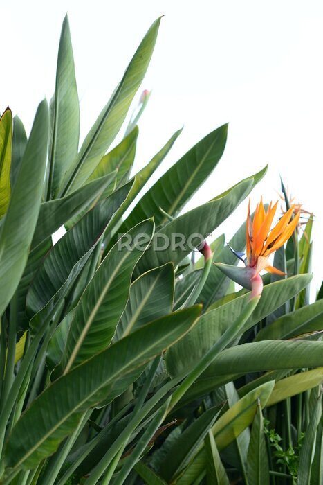 Papier peint  Strelitzia beautiful bird of paradise tropical flower, tranquil dawn, green