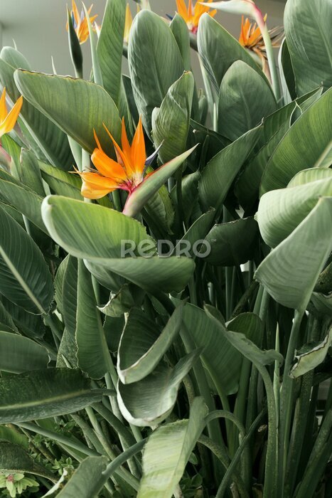 Papier peint  Strelitzia beautiful bird of paradise tropical flower, tranquil dawn, green