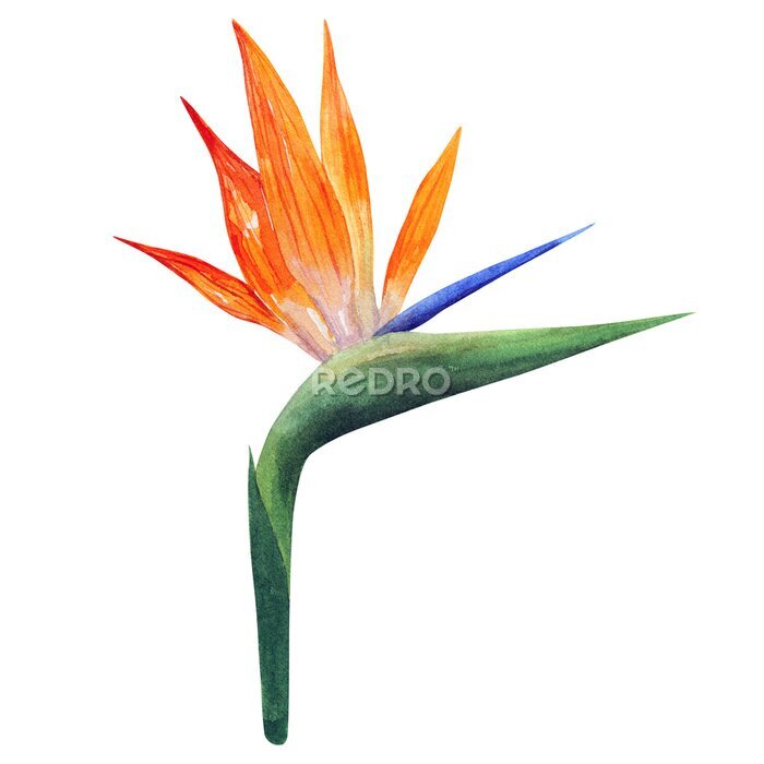 Papier peint  Strelitzia. Beautiful orange colorful flower. Hand drawn watercolor illustration. Isolated on white background.