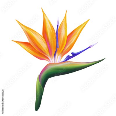 Papier peint  Strelitzia. Beautiful orange colorful tropic flower. Hand drawn realistic botanical illustration. Isolated on white.