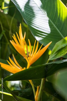 Papier peint  Strelitzia, better known as bird of paradise flower, growing in the wild in Sri Lanka.