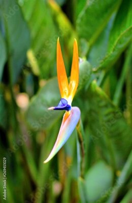 Papier peint  Strelitzia bird flower