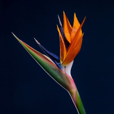 Papier peint  Strelitzia Bird Of Paradise