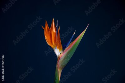 Papier peint  Strelitzia Bird Of Paradise