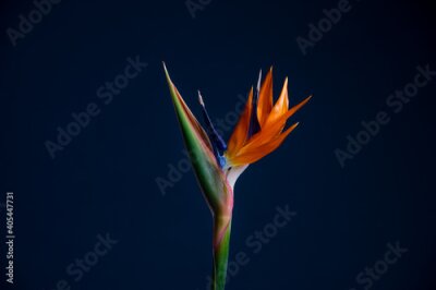 Papier peint  Strelitzia Bird Of Paradise