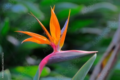 Papier peint  strelitzia, bird of paradise