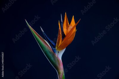 Papier peint  Strelitzia Bird Of Paradise