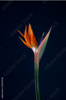 Papier peint  Strelitzia Bird Of Paradise