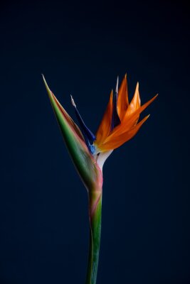 Papier peint  Strelitzia Bird Of Paradise