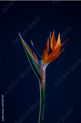 Papier peint  Strelitzia Bird Of Paradise