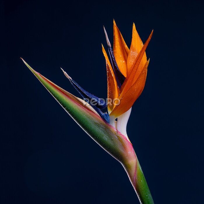 Papier peint  Strelitzia Bird Of Paradise