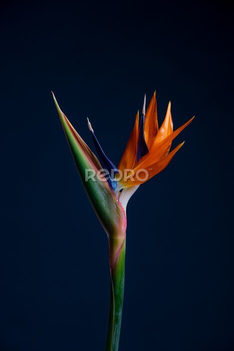 Papier peint  Strelitzia Bird Of Paradise