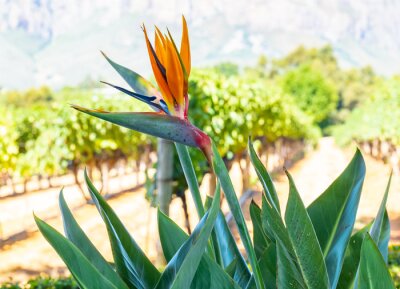 Papier peint  Strelitzia Bird of Paradise also called King Strelitzia South Africa