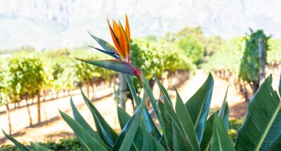 Papier peint  Strelitzia Bird of Paradise also called King Strelitzia South Africa