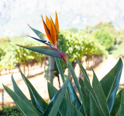 Papier peint  Strelitzia Bird of Paradise also called King Strelitzia South Africa