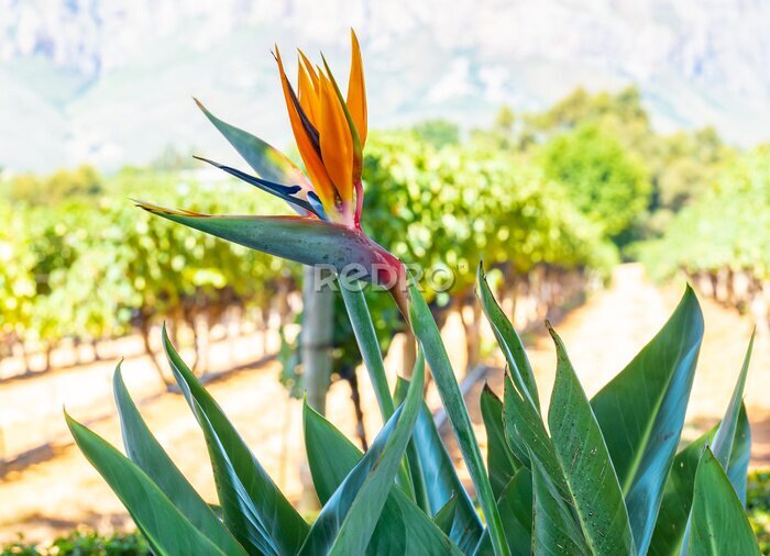Papier peint  Strelitzia Bird of Paradise also called King Strelitzia South Africa