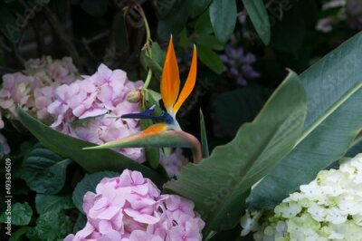 Papier peint  Strelitzia (bird of paradise) and hydrangea blossoms at the local conservatory