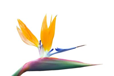 Papier peint  Strelitzia Bird of Paradise Blossom