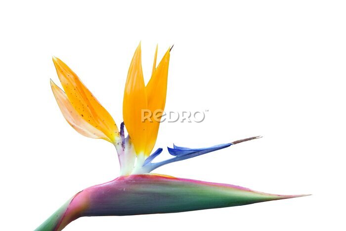Papier peint  Strelitzia Bird of Paradise Blossom