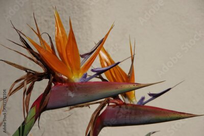 Papier peint  Strelitzia bird-of-paradise blossoms