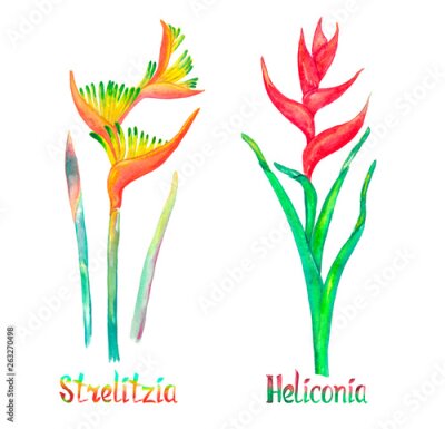 Papier peint  Strelitzia (bird of paradise, crane lily) and Heliconia caribaea, red form isolated on white hand painted watercolor illustration with handwritten inscription