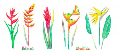 Papier peint  Strelitzia (bird of paradise, crane lily) and Heliconia flowers set, red form isolated on white hand painted watercolor illustration with handwritten inscription