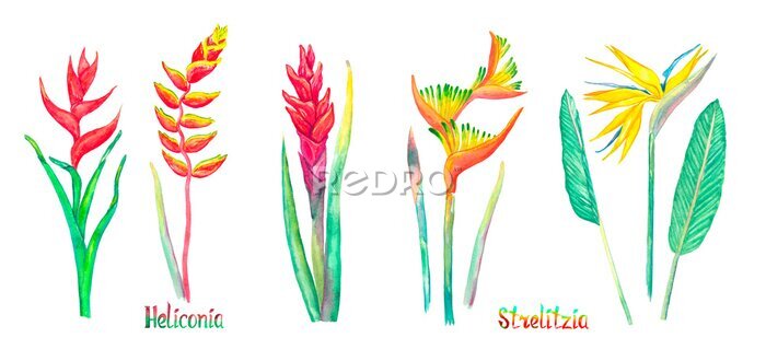 Papier peint  Strelitzia (bird of paradise, crane lily) and Heliconia flowers set, red form isolated on white hand painted watercolor illustration with handwritten inscription