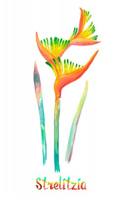 Papier peint  Strelitzia (bird of paradise, crane lily)isolated on white hand painted watercolor illustration with handwritten inscription