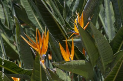 Papier peint  Strelitzia Bird of Paradise flower