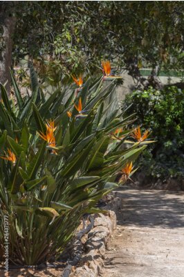 Papier peint  Strelitzia Bird of Paradise flower
