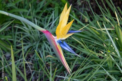 Papier peint  Strelitzia - bird of paradise flower