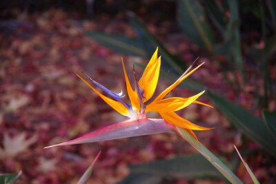 Papier peint  Strelitzia bird of paradise flower