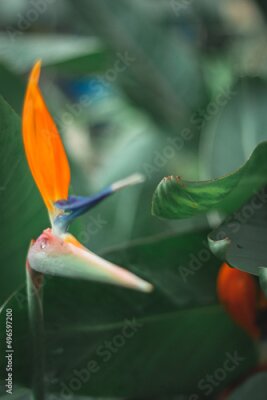 Papier peint  Strelitzia, Bird of Paradise flower
