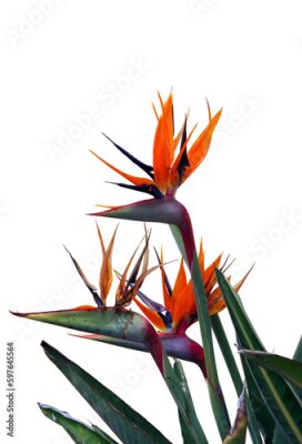 Papier peint  Strelitzia bird of paradise flower