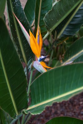 Papier peint  Strelitzia, bird of paradise flower