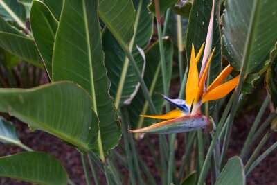 Papier peint  Strelitzia, bird of paradise flower
