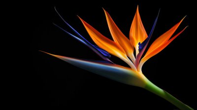 Papier peint  Strelitzia Bird of paradise flower