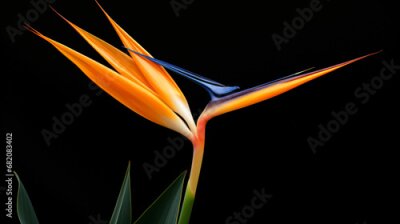 Papier peint  Strelitzia Bird of paradise flower