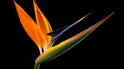 Papier peint  Strelitzia Bird of paradise flower