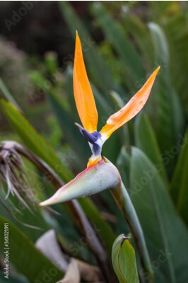 Papier peint  Strelitzia Bird of Paradise flower