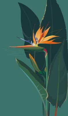 Papier peint  Strelitzia, Bird Of Paradise Flower