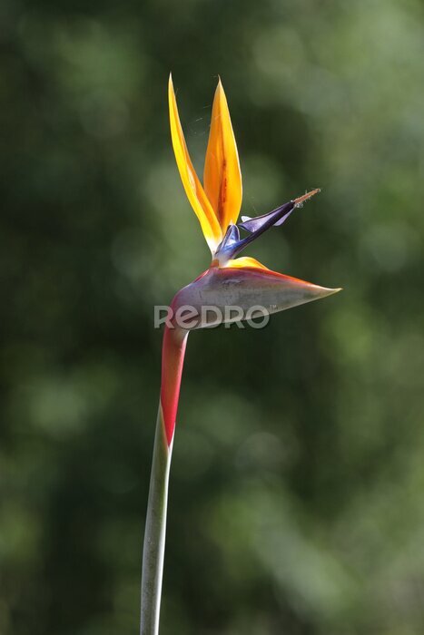 Papier peint  Strelitzia, Bird of Paradise flower