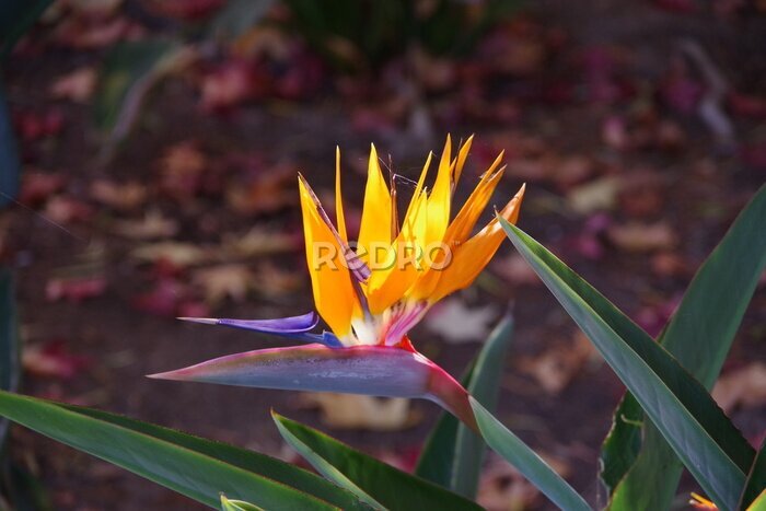 Papier peint  Strelitzia bird of paradise flower