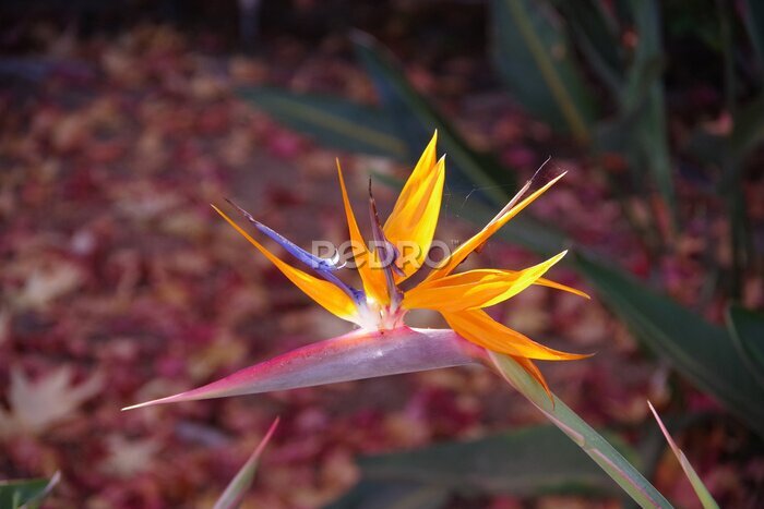 Papier peint  Strelitzia bird of paradise flower