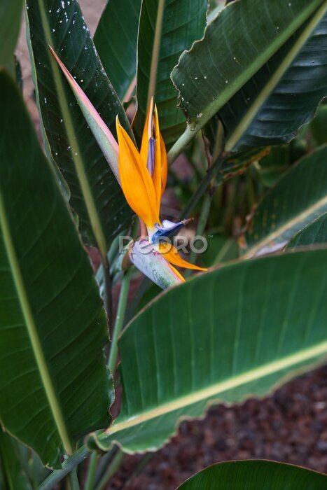 Papier peint  Strelitzia, bird of paradise flower