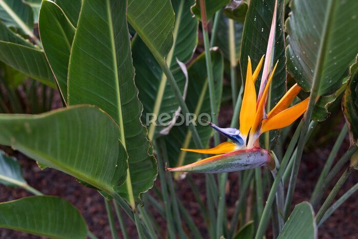 Papier peint  Strelitzia, bird of paradise flower